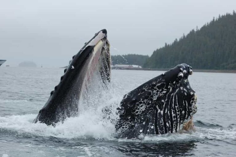 Hoonah: Whale Watching Cruise - Final Thoughts: Is It Worth It?
