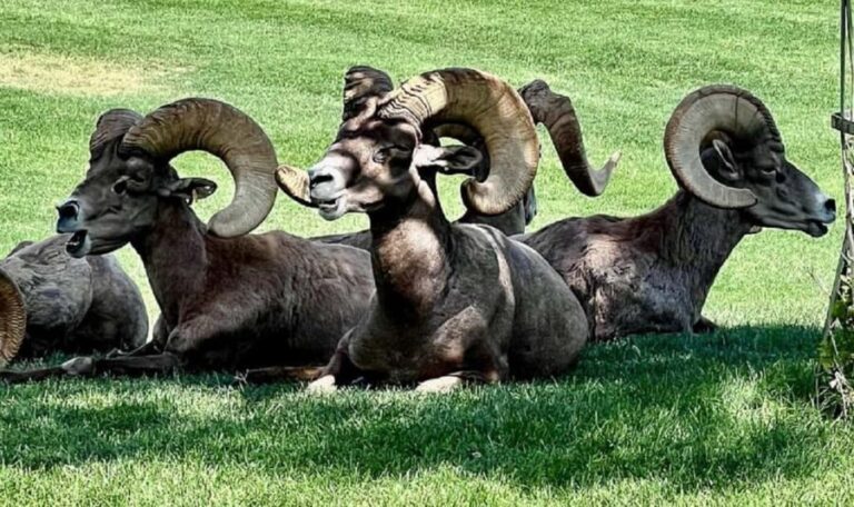 Hoover Dam,7 Magic Mountains VIP Experience Small Group Tour - A Closer Look at the Tour Experience