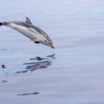Horizon Large: whale watching off the coast of Saint-Cyr - The Itinerary: What to Expect