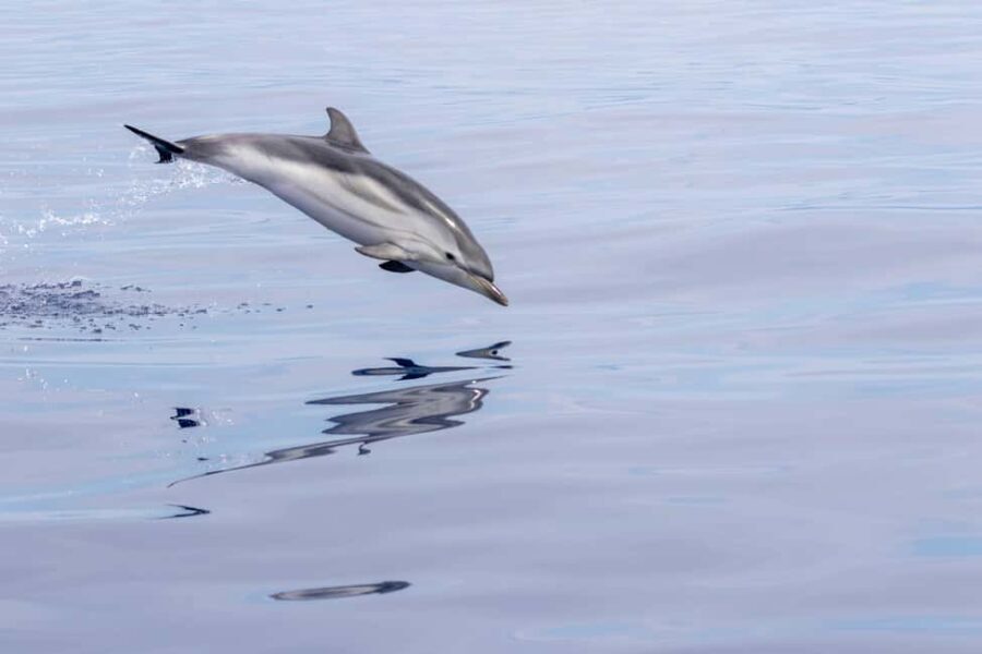 Horizon Large: whale watching off the coast of Saint-Cyr - The Itinerary: What to Expect