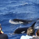Horizontal Falls & Dampier Peninsula Discovery Tour - Who Would Love This Tour?