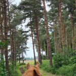 Horse drawn carriage ride york - A Full Breakdown: What to Expect from Your Carriage Ride