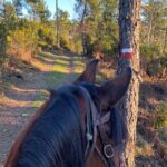 Horse ride on the coast of Monterosso al Mare Cinque Terre - Discovering the Trail: What to Expect