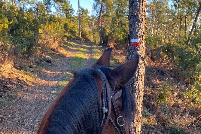 Horse ride on the coast of Monterosso al Mare Cinque Terre - Discovering the Trail: What to Expect
