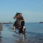 Horse Riding in Manavgat Side Forest and Beach - Exploring the Details of the Horseback Riding Tour