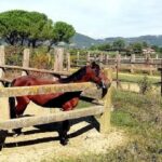 Horse Riding Small Group near Lucca - Who Will Love This Ride?