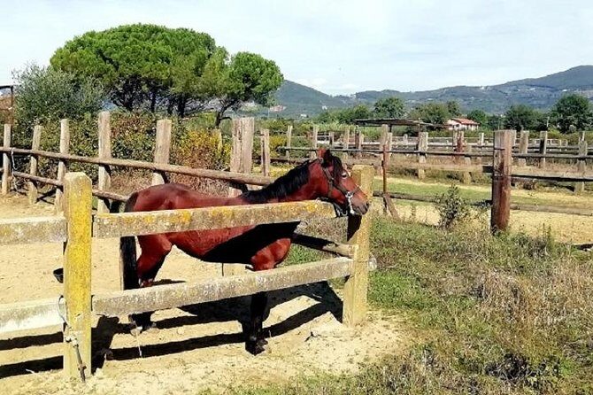 Horse Riding Small Group near Lucca - Who Will Love This Ride?