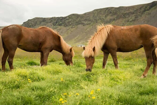 Horse Riding Tour in Reykjadalur (Smoky Valley)-All Riding Levels - Exploring the Reykjadalur Horse Riding Experience