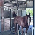 Horseback Riding in Miami - Price and Value Analysis