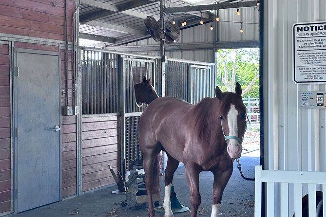 Horseback Riding in Miami - Price and Value Analysis