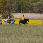 horseback riding tour in Prague - Who Should Consider This Tour?
