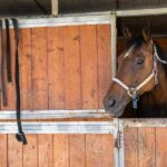 Horseback Riding Tour with Tuscan Picnic in Val d'Orcia and Valdichiana - Authenticity and Quality: What Travelers Are Saying