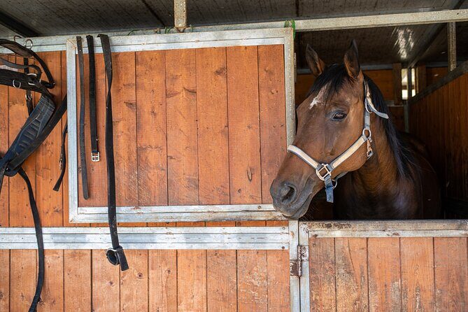 Horseback Riding Tour with Tuscan Picnic in Val d'Orcia and Valdichiana - Authenticity and Quality: What Travelers Are Saying