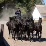 Horseshow on the Hungarian Puszta, private tour from Budapest with entry! - Who Will Love This Experience?