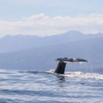 Horta: Whale and Dolphin Watching Expedition - The Boat and the Guides
