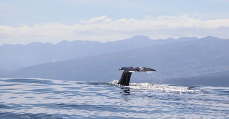 Horta: Whale and Dolphin Watching Expedition - The Boat and the Guides
