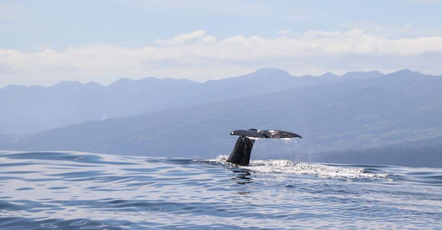 Horta: Whale and Dolphin Watching Expedition - The Boat and the Guides