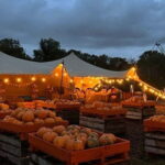 Hounslow: Pumpkin Patch Plus Entry to Hobbledown Heath - A Deep Dive into the Hobbledown Heath Experience