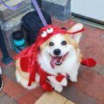 Howl O Ween Doggy Costume Party Cruise - The Experience in Detail