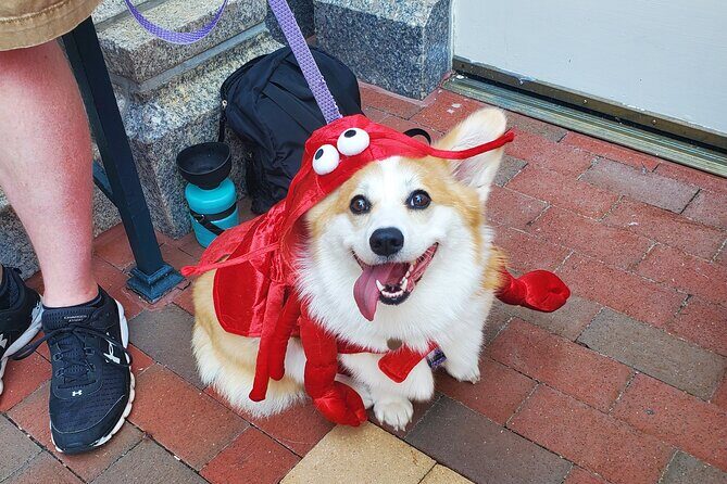 Howl O Ween Doggy Costume Party Cruise - The Experience in Detail