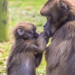 Howletts Day Ticket - The Sum Up