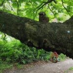 Howth Hiking Trail from Dublin: Mythology and Legend - Authentic Experiences and What Makes This Tour Special