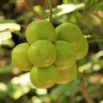 Huatulco: Authentic Rural Mexican Experience Adventure - Authenticity vs. Comfort