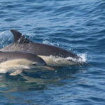 Huatulco: Awakening with Stars Dolphins Boat Cruise - The Sum Up