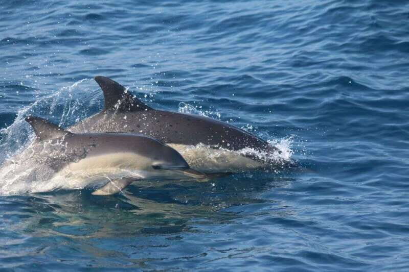 Huatulco: Awakening with Stars Dolphins Boat Cruise - The Sum Up