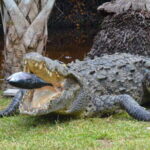 Huatulco: Ecotour with Crocodiles & migrating birds - Who Should Consider This Tour?