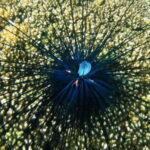 Huatulco: Premium Family Snorkeling Experience - The Value of This Experience