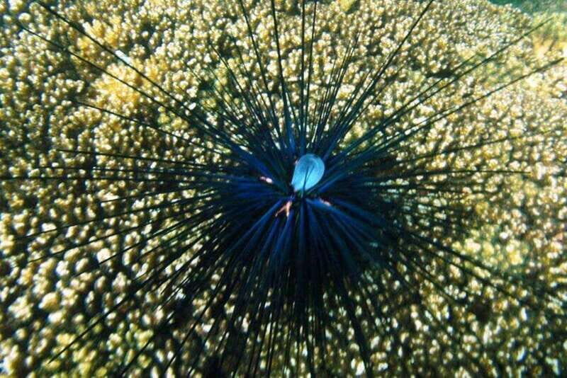 Huatulco: Premium Family Snorkeling Experience - The Value of This Experience