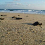 Huatulco: Unique Turtle Sanctuary & Sunset Experience - The Experience in Detail