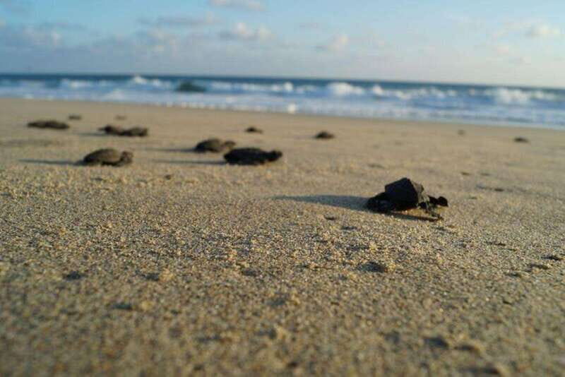 Huatulco: Unique Turtle Sanctuary & Sunset Experience - The Experience in Detail