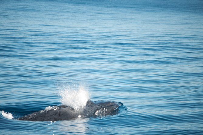 Humpback Whale Safari - Authentic Feedback from Travelers