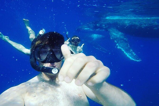 Humpback Whale Swim from Tongatapu island with transfers & lunch - Why Travelers Fall in Love with This Experience