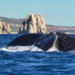 Humpback Whales in Cabo San Lucas - Final Thoughts
