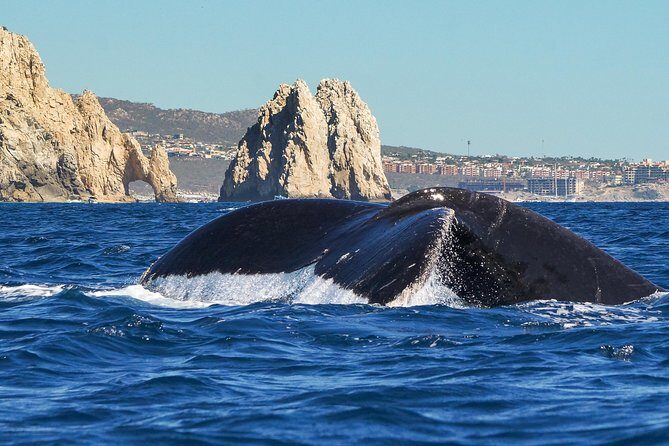Humpback Whales in Cabo San Lucas - Final Thoughts