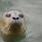 Hunstanton SEA LIFE Sanctuary General Admission Ticket - Who Will Love This Experience?