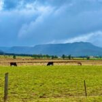 Hunter Valley Escape A Day of Wine Art and Aussie Countryside - What Makes This Tour Stand Out?