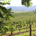 Hunter Valley Premium Tastings with Lunch - The Journey Through Hunter Valley’s Vineyards