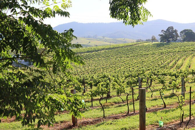 Hunter Valley Premium Tastings with Lunch - The Journey Through Hunter Valley’s Vineyards