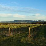 Hunter Valley Wine & Cheese Tasting Tour from Sydney - Exploring the Hunter Valley: A Close-Up
