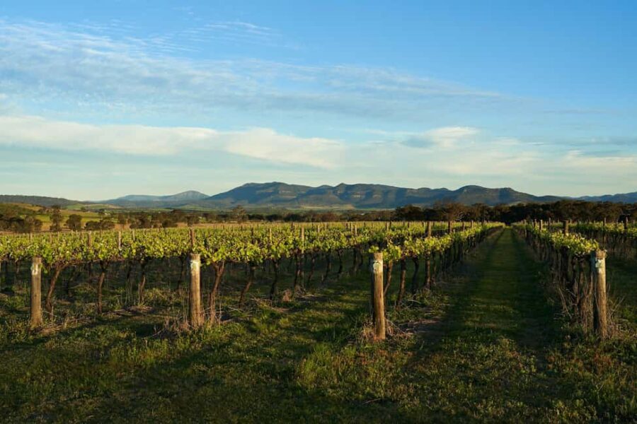 Hunter Valley Wine & Cheese Tasting Tour from Sydney - Exploring the Hunter Valley: A Close-Up