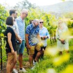 Hunter Valley Wine Tour ex Hunter Valley - Lunch, Cheese, Chocolate, Distillery - Who is This Tour Best For?