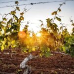 Hunter Valley: Wine Tour with 3 Tastings and Garden Lunch - What Makes This Tour Stand Out?