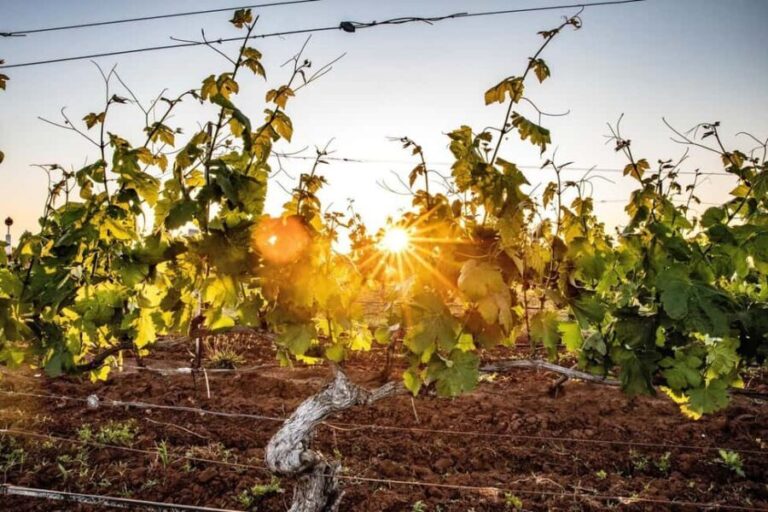 Hunter Valley: Wine Tour with 3 Tastings and Garden Lunch - What Makes This Tour Stand Out?