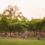 Hunter Valley Winery - Premium Tasting for Private Tours - Exploring the Hunter Valley: A Deep Dive into the Experience