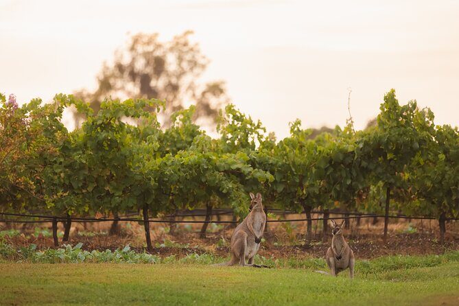 Hunter Valley Winery - Premium Tasting for Private Tours - Exploring the Hunter Valley: A Deep Dive into the Experience