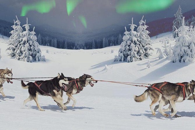 Hunting Northern Lights with Husky - Final Thoughts: Is This Tour Worth It?